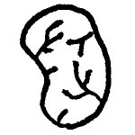 Big Spleen