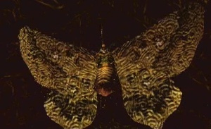 Noctpteran