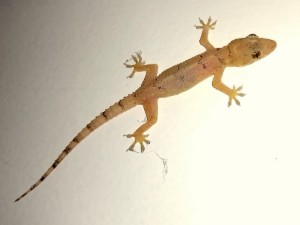 lagarta ou lagartixa