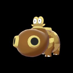 Female Hippopotas