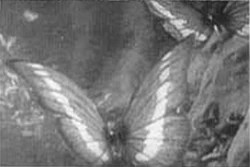 Morpho Butterfly