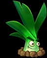Sunshine Leek