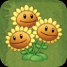 Triplet Sunflower
