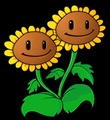 Twin Sunflower