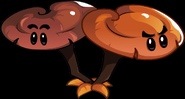 Ganoderma