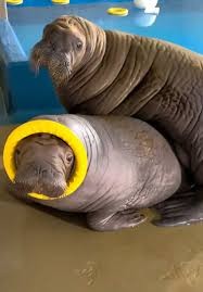 wowo and dundun the walruses