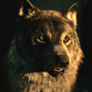Wolfie