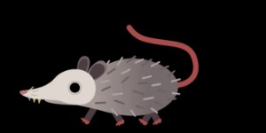 Rabies