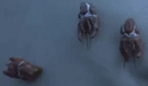 Blood-Sucking Acari