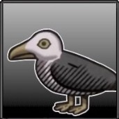 Seagull