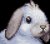 Town Bunny
