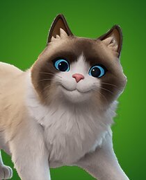 Fancy Ragdoll