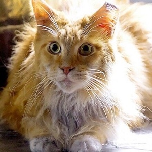 Buttercup
