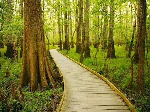 Congaree