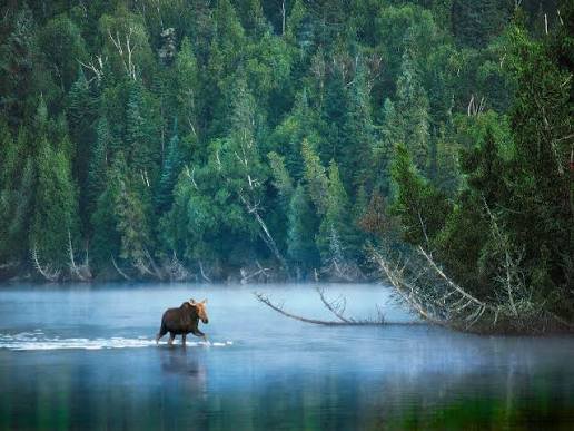 Isle Royale