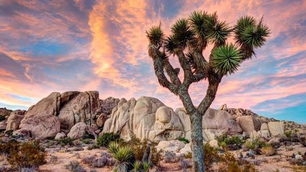 Joshua Tree