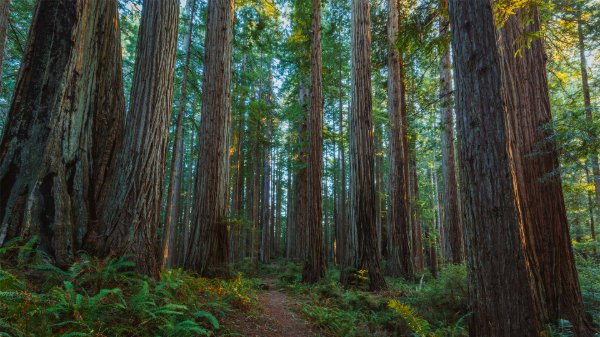 Redwood