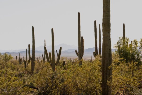 Saguaro
