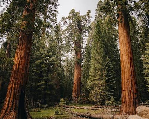 Sequoia