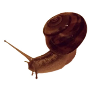 The Snail