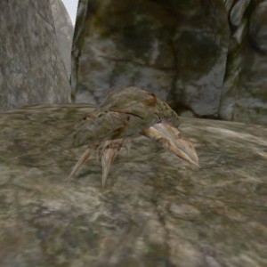 Mudcrab