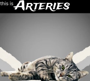 ARTERIES