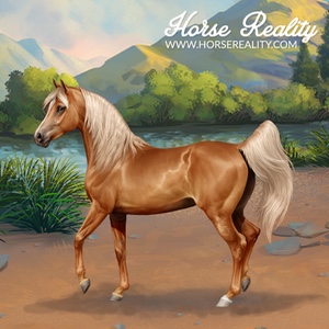 Arabian Horse