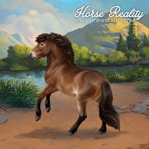 Exmoor Pony