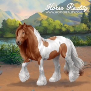 Irish Cob Horse