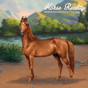 Kathiawari Horse