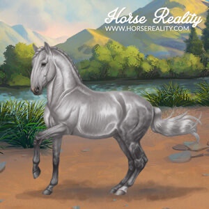 Kladruber Horse