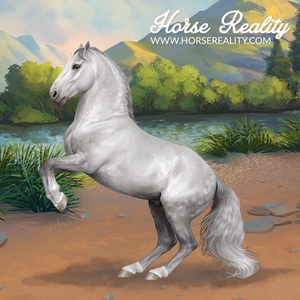 Lipizzaner Horse