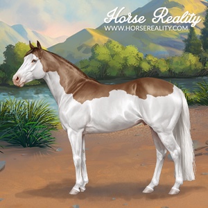 Quarter Horse