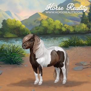 Shetland Pony