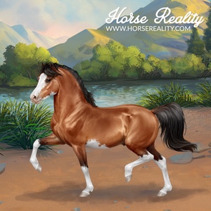 Welsh Pony