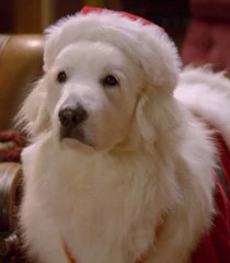 Santa Paws