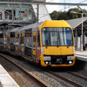 waratah