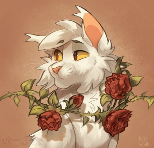 Cloudtail