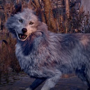 The Dog