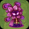 Aeonium