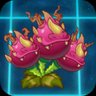 Dragon Bruit