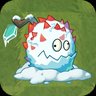 Frost Rambutan