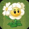 Impatiens Shooter