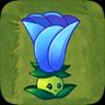 Moonflower