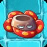 Rafflesia