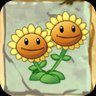 Twin Sunflower
