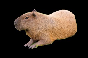 Capybara