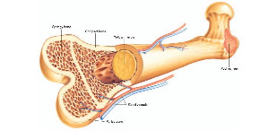 Bone marrow $577,000