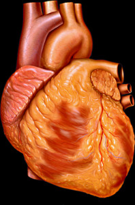 Heart $1,918,700