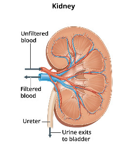 Kidney $446,800